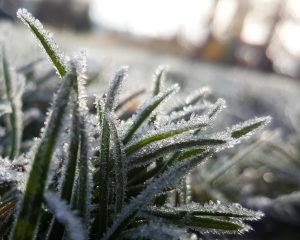 close up of grass with icicles